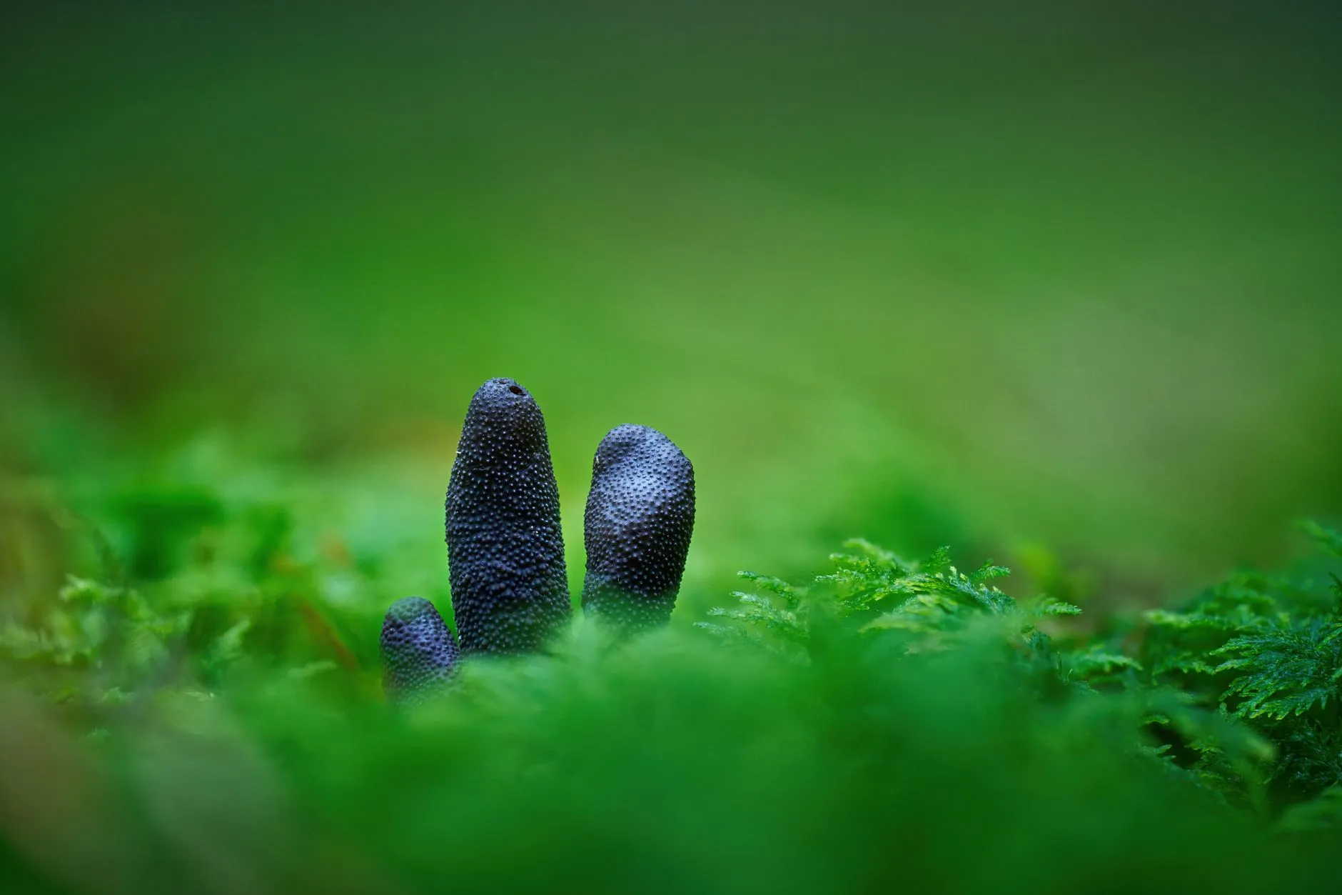 监控摄像头与硬盘录像机选型指南：商铺安防系统配置要点