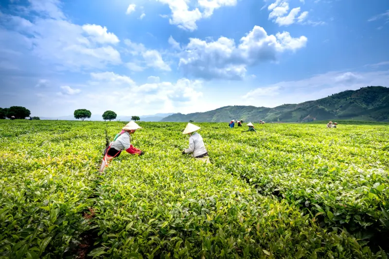 霆振服新款硬盘录像机：H.265+编码技术与多路高清接入能力解析